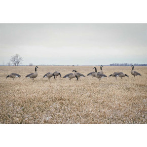 Field Image of the GHG Decoy Systems Pro Flex Full Body Goose Decoys.