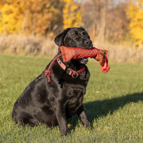 ROCT Hornady Dog Training Shotgun Shell Retriever Lifestyle Image