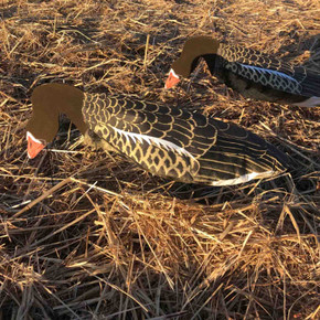 Specklebelly Goose Windsock Feeder Decoys Image
