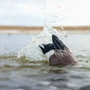 Mood Image of the Higdon Outdoors Pulsator Pro Fully Flocked Wigeon Drake Duck Decoy.