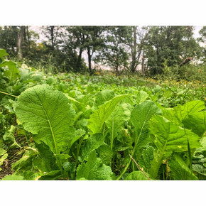 Food Plot Image of the Domain Outdoor Bombshell Food Plot Seed.