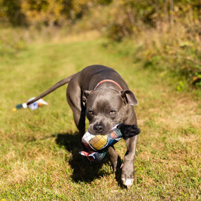 Lifestyle Image of the ROCT Junior Wood Duck Lined Dog Toy.