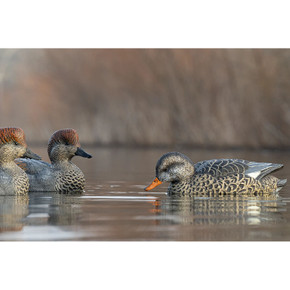 In-the-Water Image of the Rig'Em Right Mainline Series Gadwall Duck Decoys.