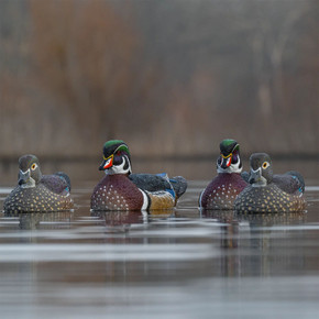 Lifestyle Image of the Rig'Em Right Mainline Series Wood Duck Decoys.