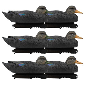 6 Pack Image of the Oversized Live Black Duck Decoys.