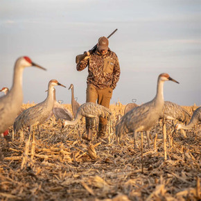 Field Image of the GHG Decoys Sandhill Crane Full-Body Juvenile Feeder Decoys.