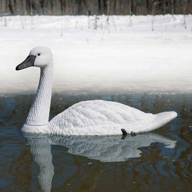 Standard-Sized Tundra Swan Decoy !