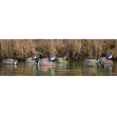 Foam Filled Standard Blue Wing Teal - 6 Pack