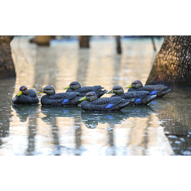 FlexFloat Black Ducks - 6 Pack