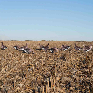 Pro Grade Silhouette Specklebelly Goose Decoys, 12 Pack