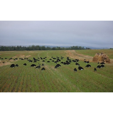 B & W Greater Canada Goose Silhouette Decoys - 12 Pack