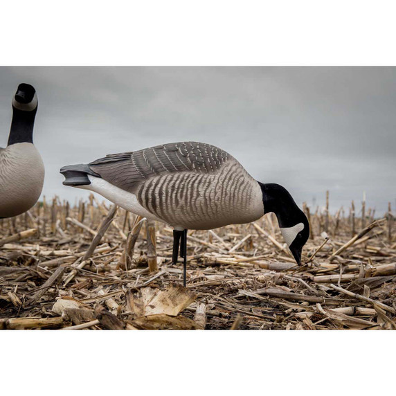GHG Decoy Systems Hunter Series Full Body Lesser Canada Harvesters action Image