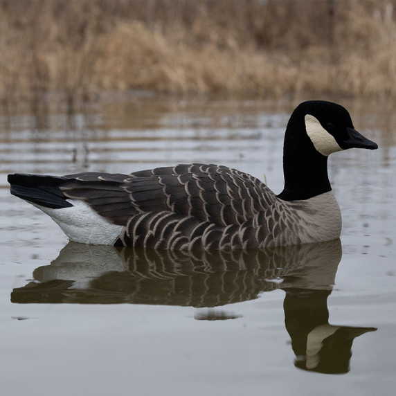 Swimmer Image of the Avian-X Topflight Lesser Canada Goose Floater Decoys.