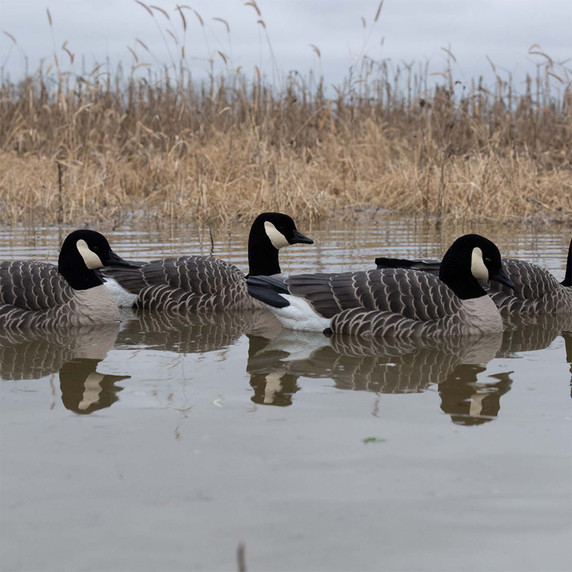 Lifestyle Image of the Avian-X Topflight Lesser Canada Goose Floater Decoys.
