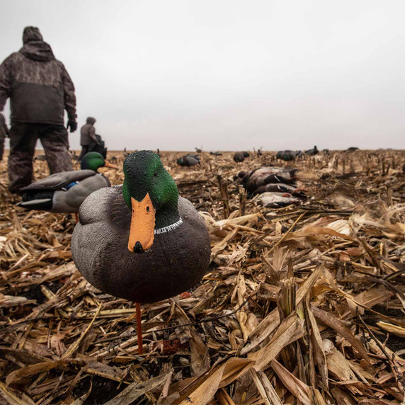Corn Field Image of the Avian-X AXP Full Body Mallard Decoys.