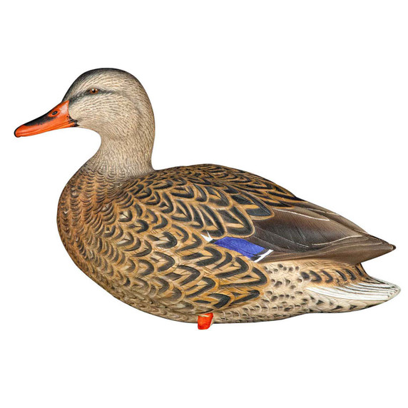 High Head Hen Image of the Avian-X AXP Full Body Mallard Decoys.