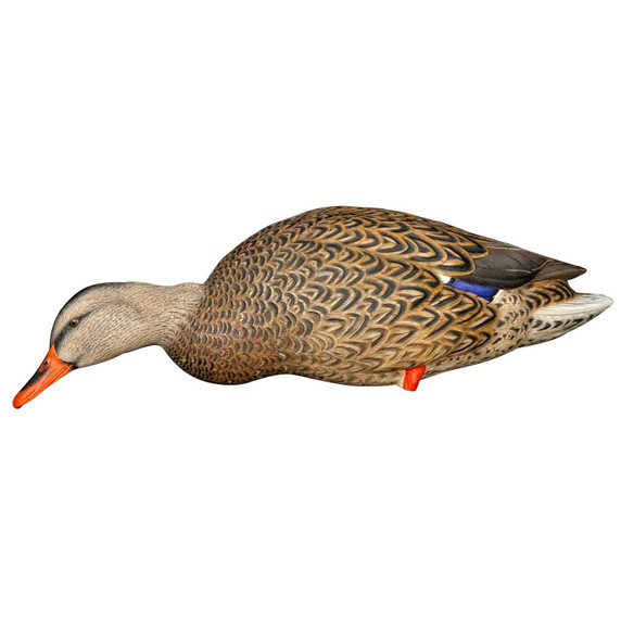 Stretch Feeder Hen Image of the Avian-X AXP Full Body Mallard Decoys.