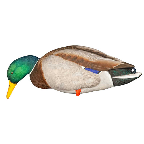 Stretch Feeder Drake Image of the Avian-X AXP Full Body Mallard Decoys.