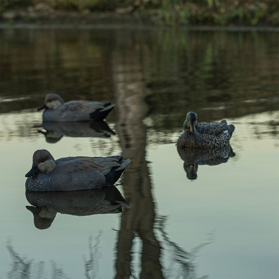 Lifestyle Image of the Avian-X Topflight Floating Gadwall Duck Decoys.