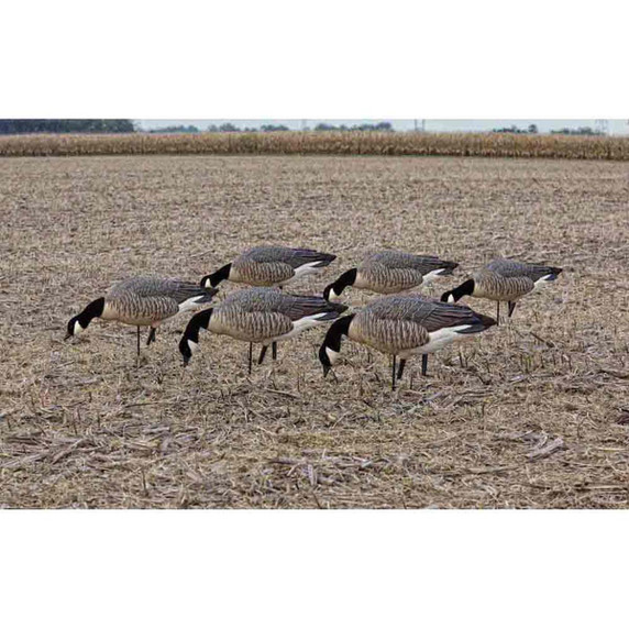 AXP Full-Body Painted Lesser Canada Feeder Decoys with 6-Slot Decoy Bag