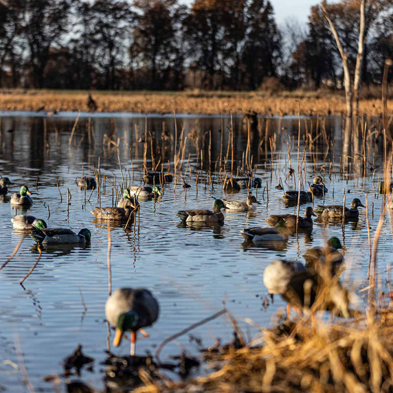 Field Image of the Avian-X Topflight Fusion Mallards Floating Duck Decoys.
