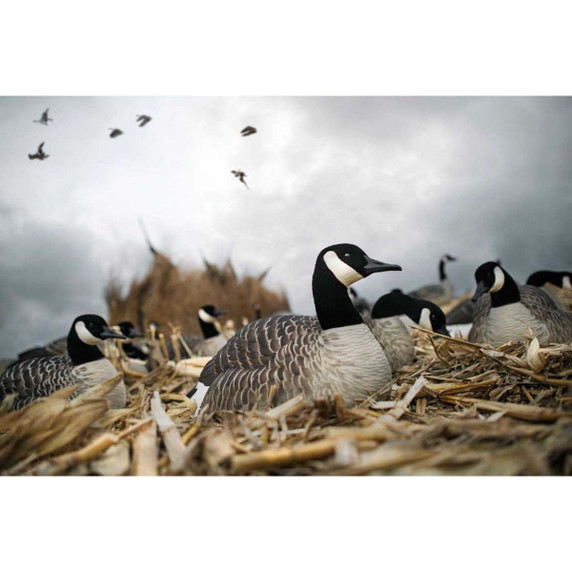 AXP Painted Honker Shell Goose Decoys - 6 Pack