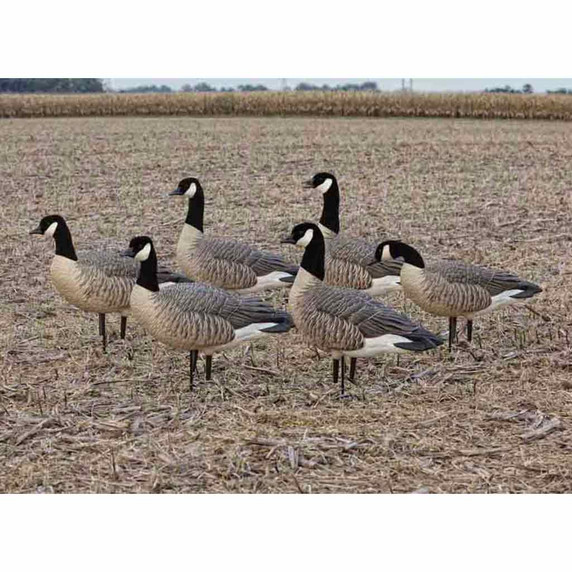 AXP Full-Body Painted Active Lesser Canada Decoys with 6-Slot Decoy Bag