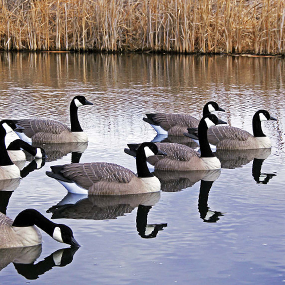 DOA Decoys Rogue Series Floating Goose Decoys, 6 Pack In-the-Water Image