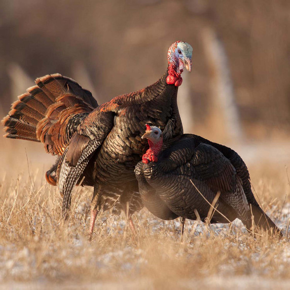 Dave Smith Decoys 3/4 Strut Jake Turkey Decoy Lifestyle Image