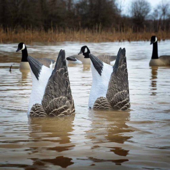 Magnum Foam Filled Canada Goose Butt Decoys, Pack of 2