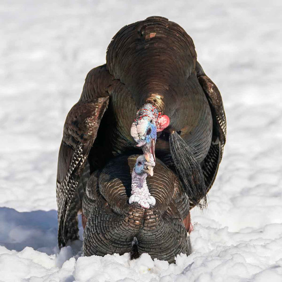 Dave Smith Decoys White Face 3/4 Strut Jake Turkey Decoy Field Image