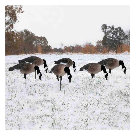 Apex Full Size Full Body Canada Goose Decoys, 6 Pack