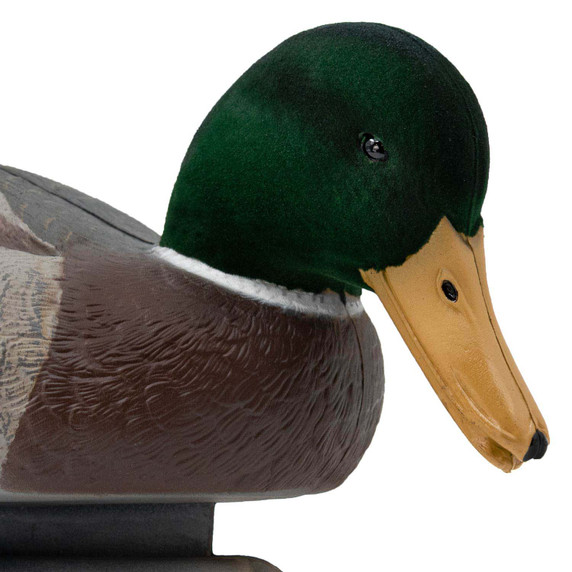 Live Mallard EVA Floaters close up drake head down image