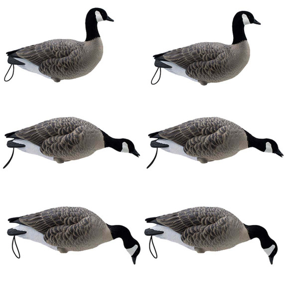 Final Approach Live Full-Body Lesser Canada Goose Decoy - 6 Pack Image
