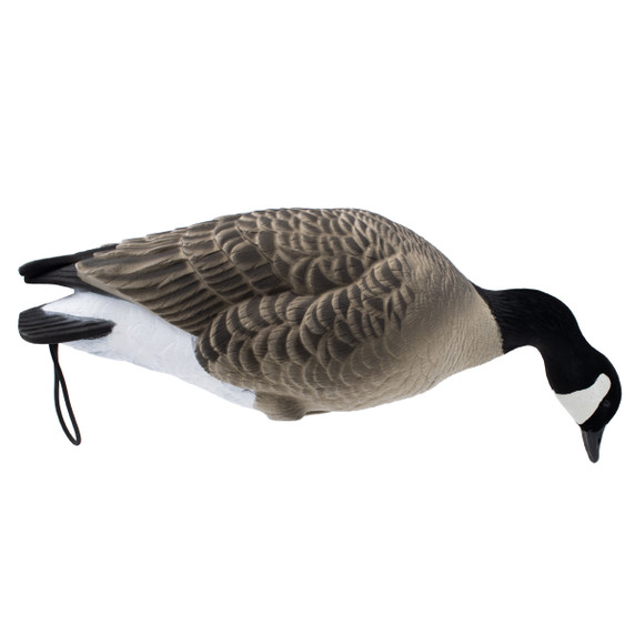 LIVE Fully Flocked Full Body Lesser Canada Geese, 6 Pack