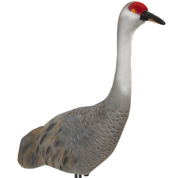 LIVE Sandhill Fully Flocked Upright Crane Decoys