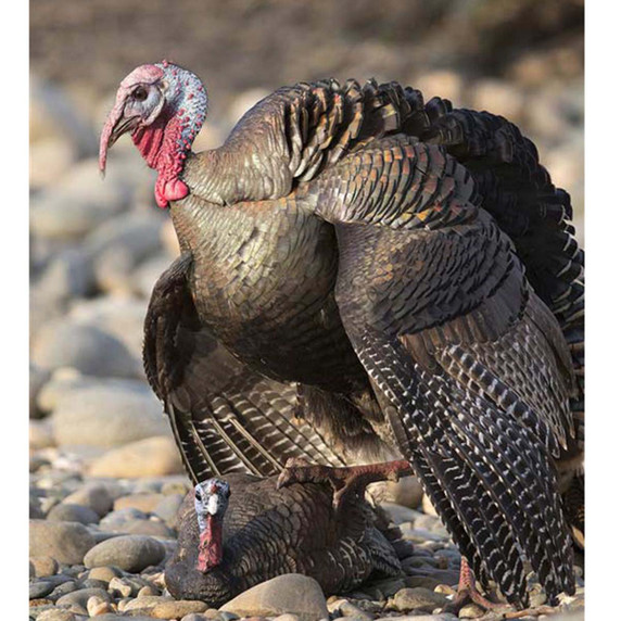 Higdon Outdoors Hard Body Laydown Hen Turkey Decoy Field Image