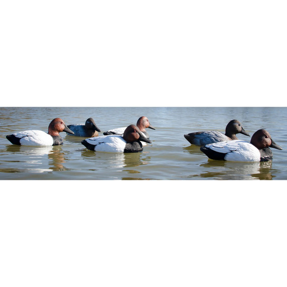 Foam Filled Floating Standard Canvasback Decoys, 6 Pack