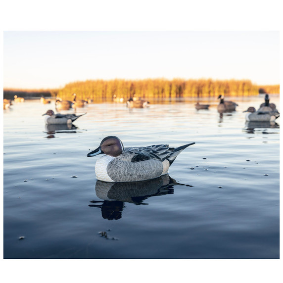 FlexFloat Pintail Duck Decoys - 6 Pack