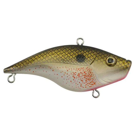 Rubbertail