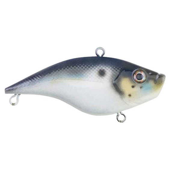 Rubbertail