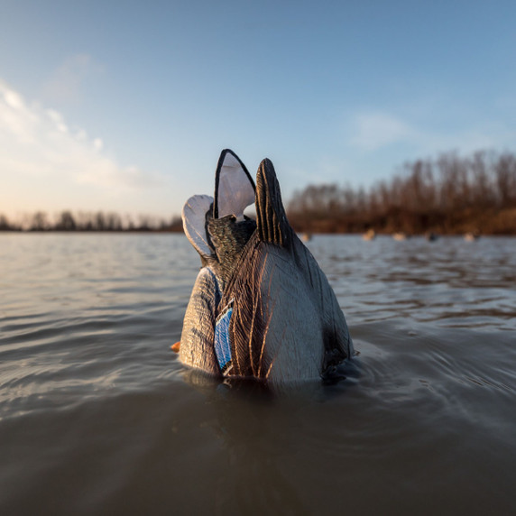 Calm image of the Lucky Duck Agitator and Flicker Tail Duck Decoy.