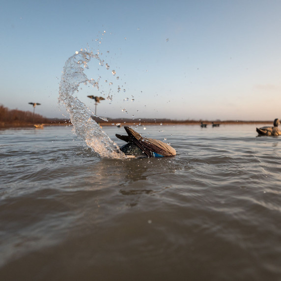 Splashing image of the Lucky Duck Agitator and Flicker Tail Duck Decoy.