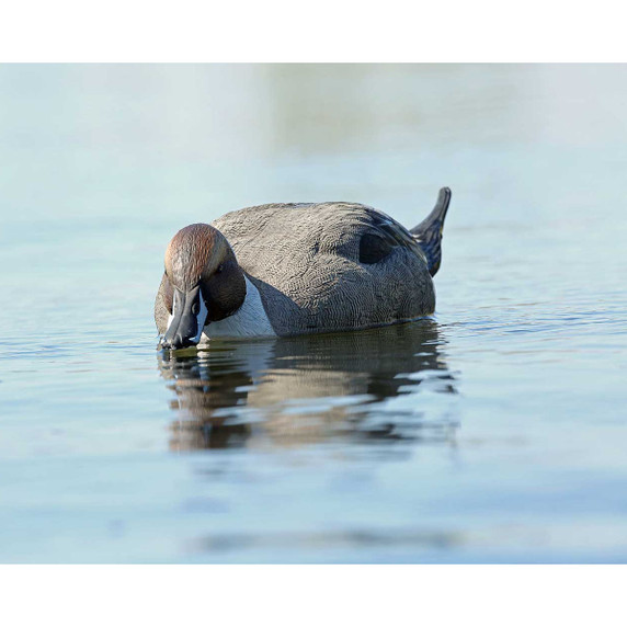 GHG Pro-Grade Pintails Decoys Drake Field Image