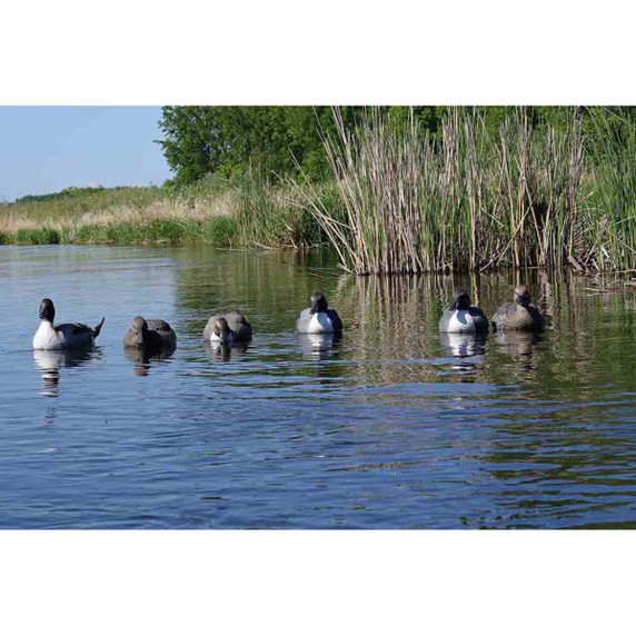 GHG Pro-Grade Pintails Decoys - 6 Pack Field Image