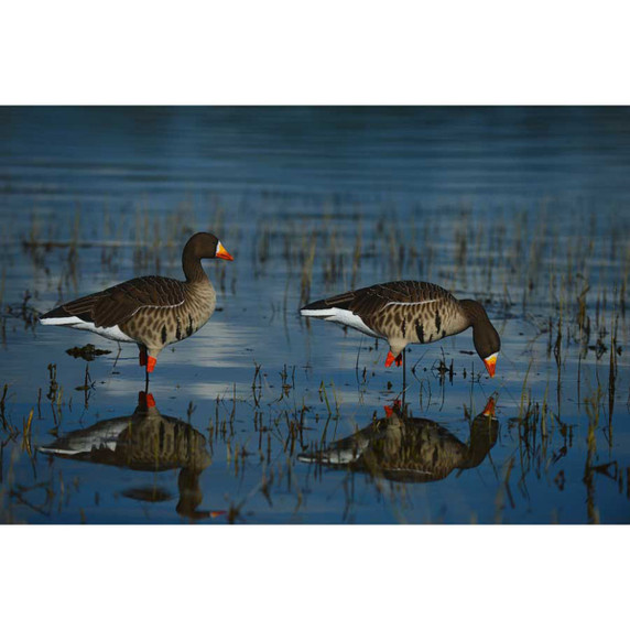 GHG Decoy Systems Pro-Grade Full-Body Specklebelly Goose Decoys Lifestyle Image