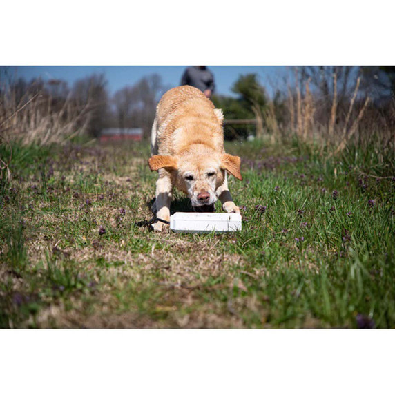 MOmarsh Dog Training Bumpers - White/Medium - 3 Pack