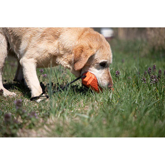 Dog Training Bumpers - Orange\Medium - 3 Pack