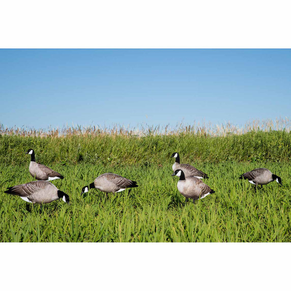 Big Al's Decoys Take Em Style Lesser Canada Goose Silhouette 12 Pack