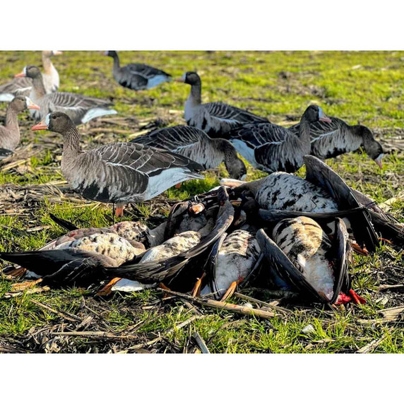 Ken White Super Speck Silhouette Decoys 12 Pack